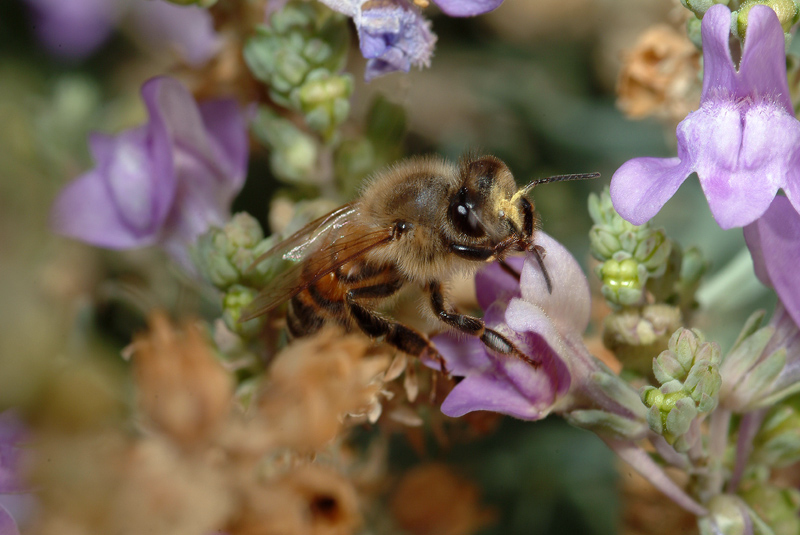 Apis mellifera